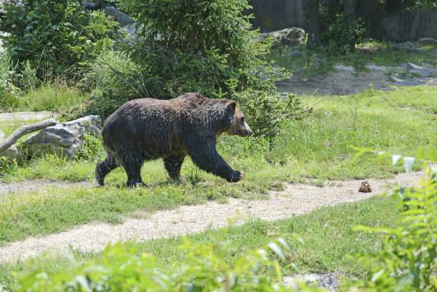 丛林环境中的灰熊图片下载