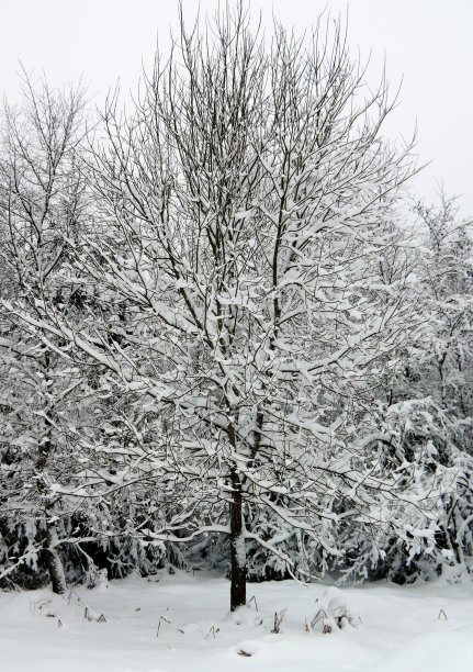 冬天的风景。图片下载