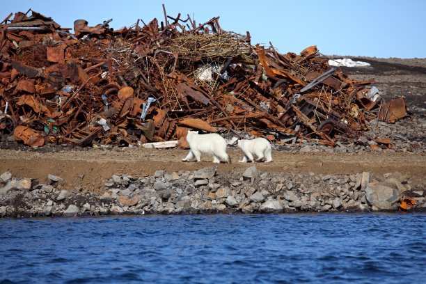 北极熊在北极的生存图片下载