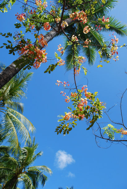 开花的树图片下载