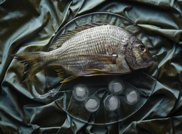 鱼放在玻璃板上加冰图片下载