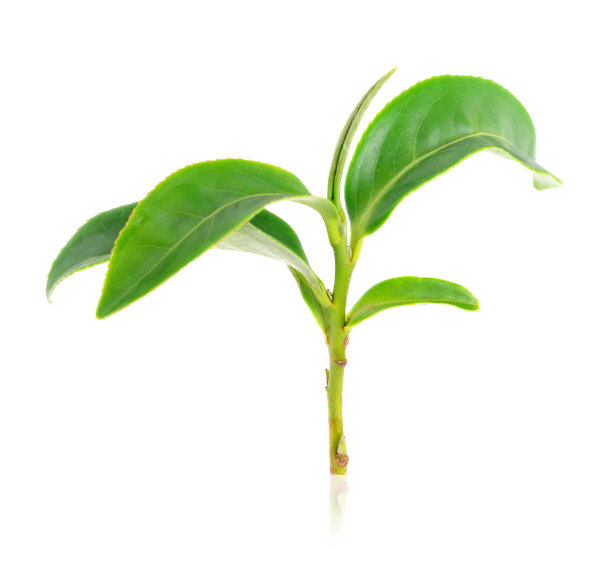 分离绿茶叶图片下载