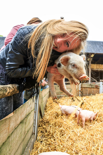 小猪爱图片下载