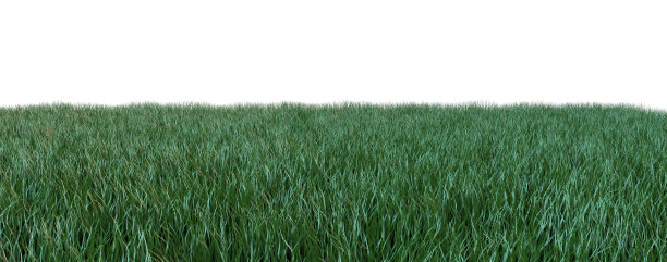 草孤立在白色背景上图片下载