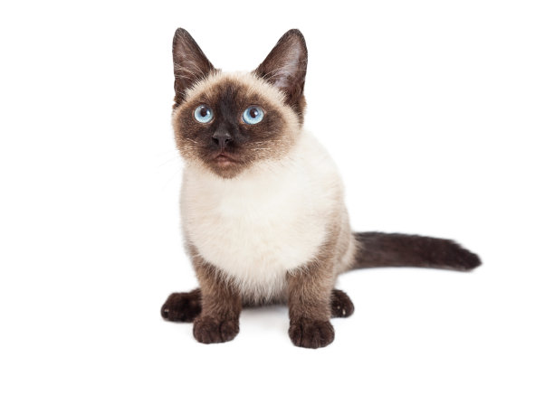 暹罗小猫坐着向前看图片下载