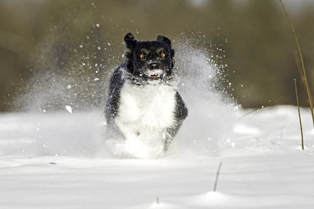 雪地里超快的边境牧羊犬，图片下载