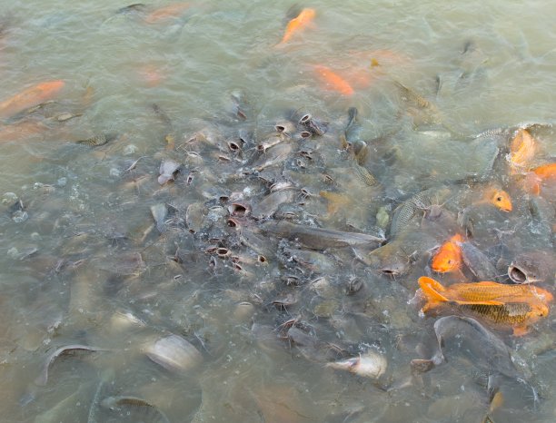鱼在池塘里争夺食物图片下载