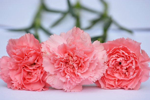 粉红色的康乃馨花在白色的背景上图片下载