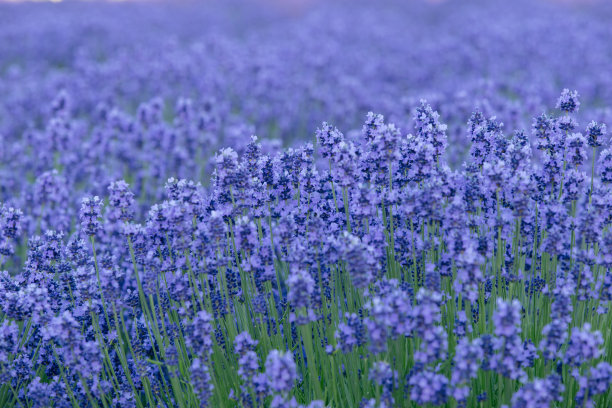薰衣草花园图片下载
