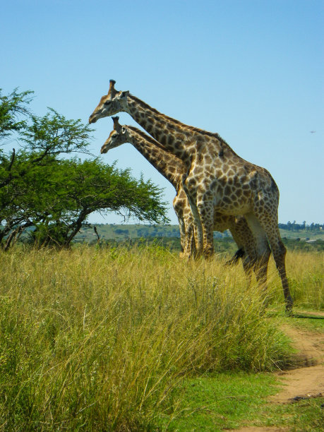 两只野生长颈鹿非洲大草原骆驼长颈鹿图片下载