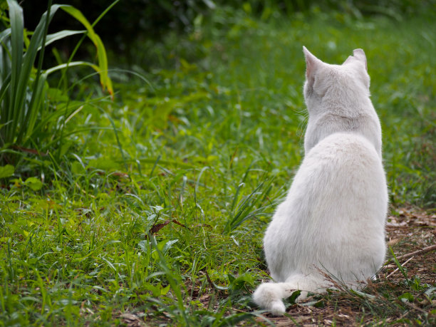 从后面的白猫图片下载