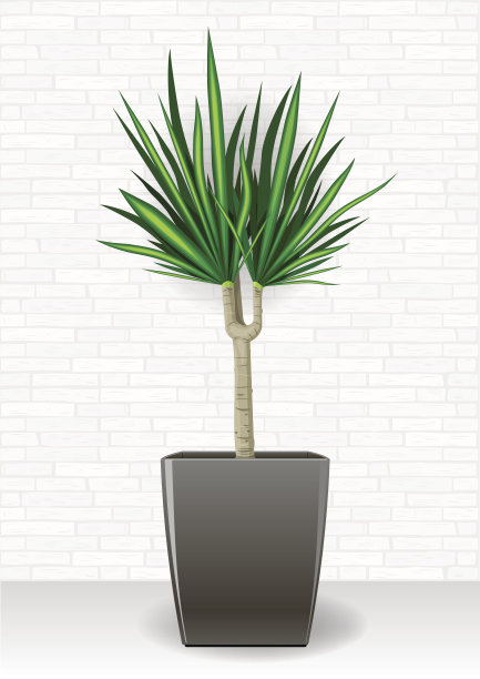 装饰常绿植物图片下载