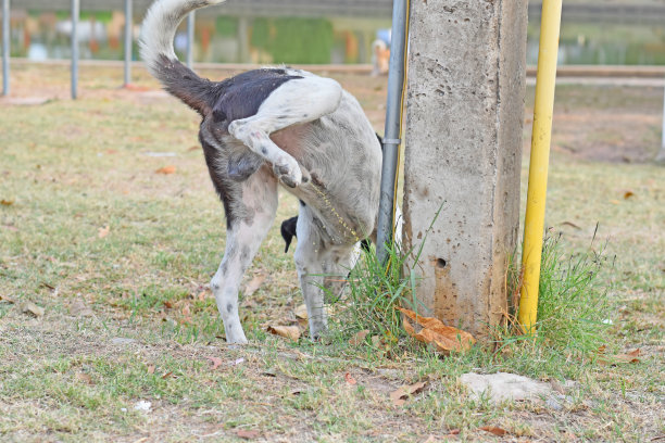 狗尿。图片下载