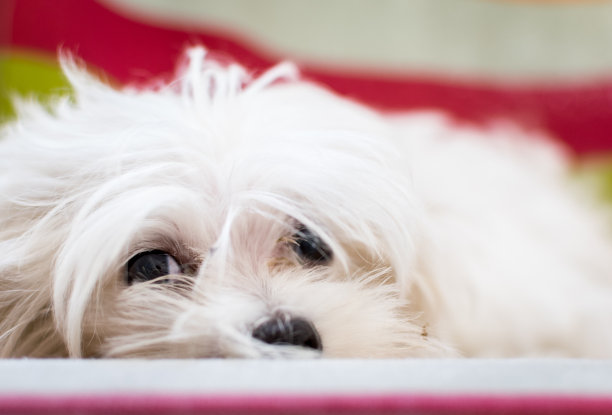 小狗看2图片下载