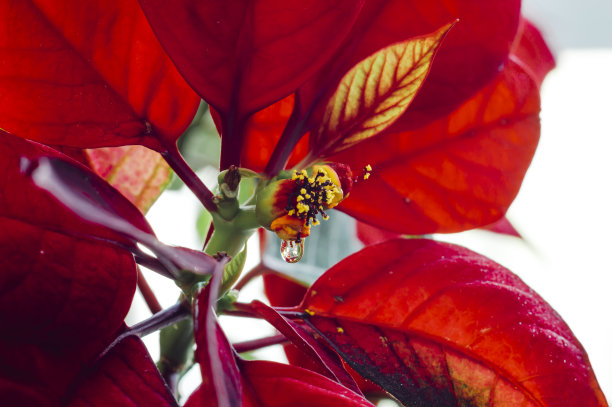 红色一品红花的特写，大戟图片下载