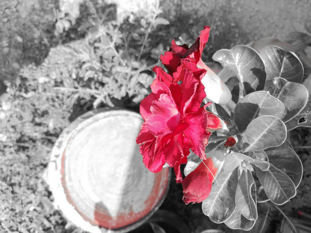 鲜艳的红色花朵在黑白色调的背景。图片下载