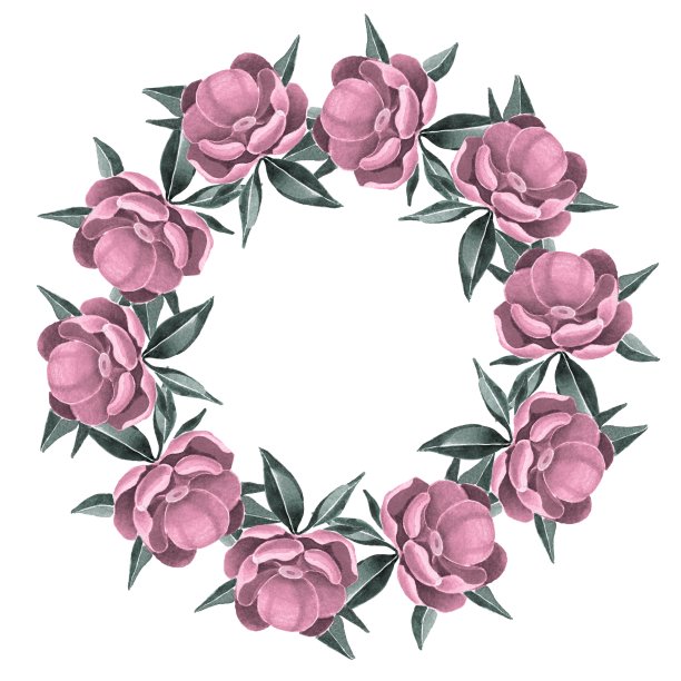 牡丹。第一帧。图片下载