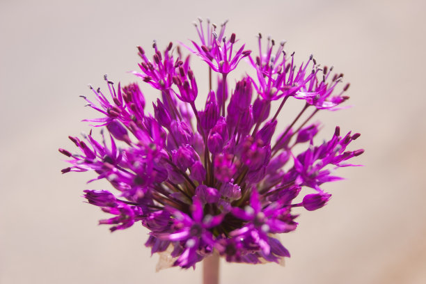 葱在春天的阳光下开花图片下载