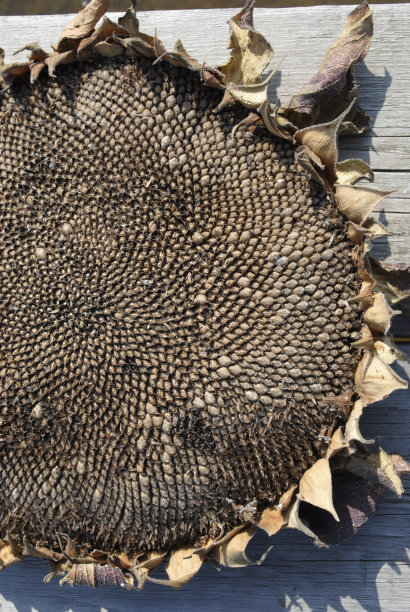 向日葵图片下载