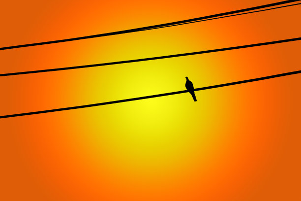 鸽子的剪影栖息在橙色灯光下的电线上图片下载