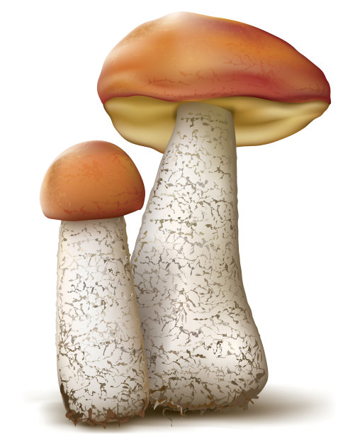 莱辛蘑菇图片下载