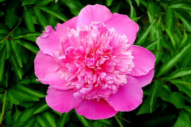 绿色背景上的牡丹花图片下载