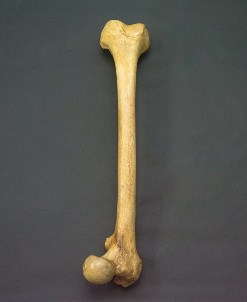 人类股骨-顶部位置-倒置位置2图片下载