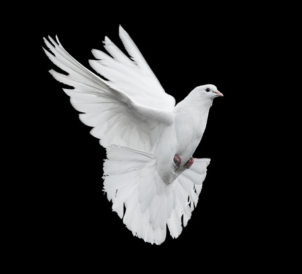 飞翔的白色鸽子图片下载