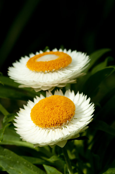 白草花(Helichrysum bracteatum)图片下载