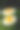 白草花(Helichrysum bracteatum)图片下载