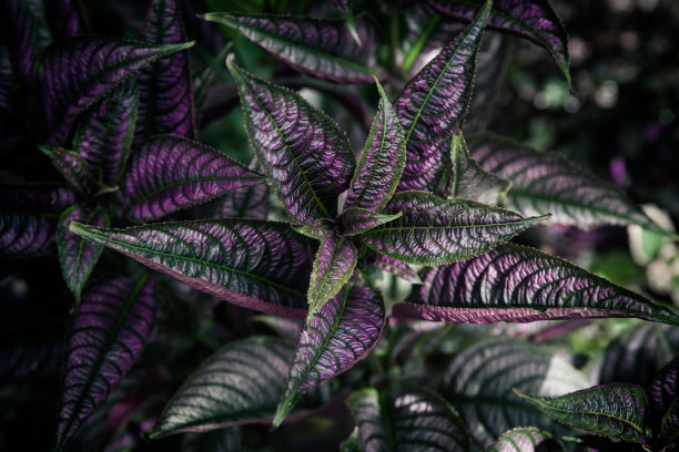 紫盾草图片下载