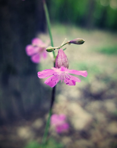 公园里的紫罗兰花。图片下载