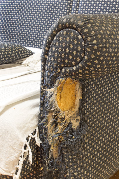 猫抓沙发图片下载