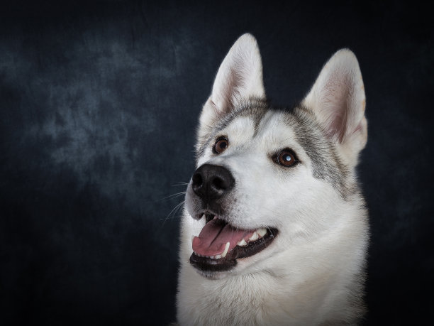 沙哑的图片下载