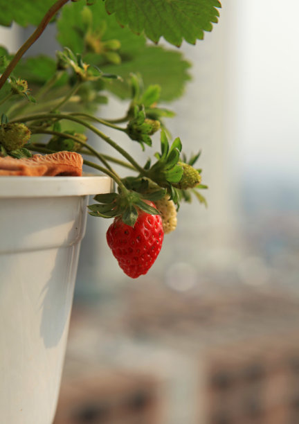 红色的草莓图片下载