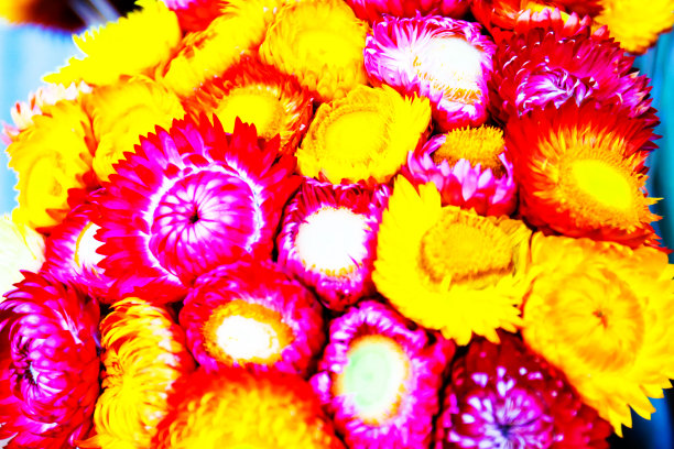 稻草是泰国北部的一种花图片下载