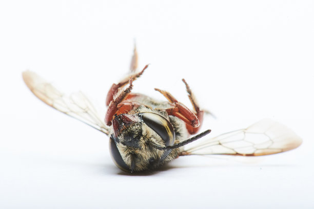 蜜蜂倒图片下载