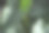 大象耳朵植物特写图片下载