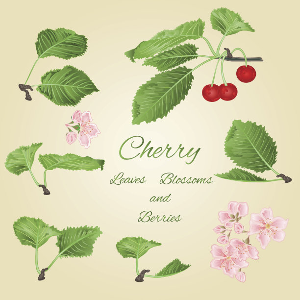 樱桃叶和浆果载体图片下载