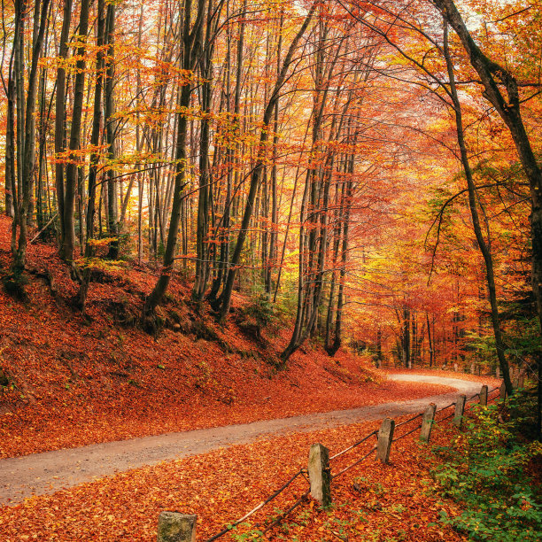 秋天的小巷。金图片下载