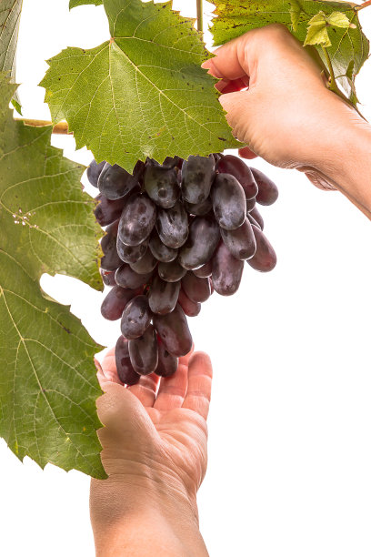 摘葡萄就白了图片下载