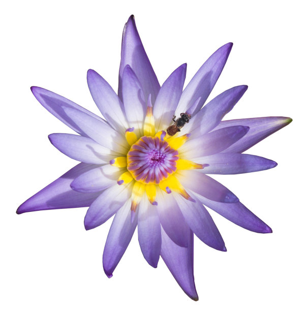 紫色的莲花图片下载