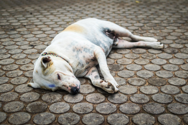 无家可归的狗睡在人行道上图片下载