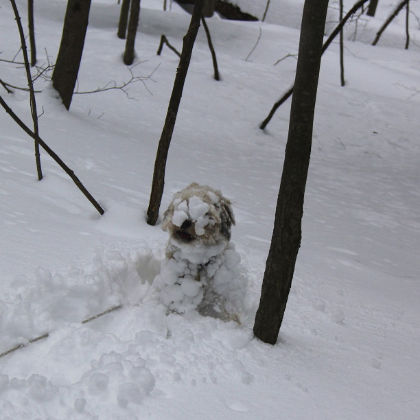雪的脸图片下载