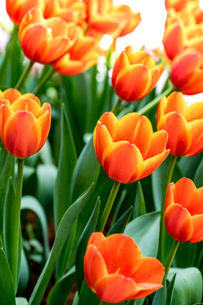 色彩斑斓的郁金香图片下载