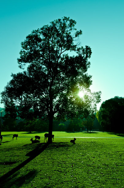宁静的奈良鹿园图片下载