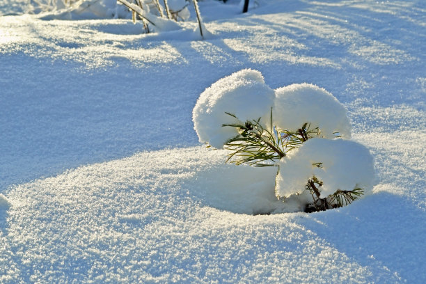 雪中的松树图片下载