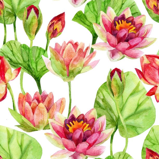 莲花图案。水彩图片下载