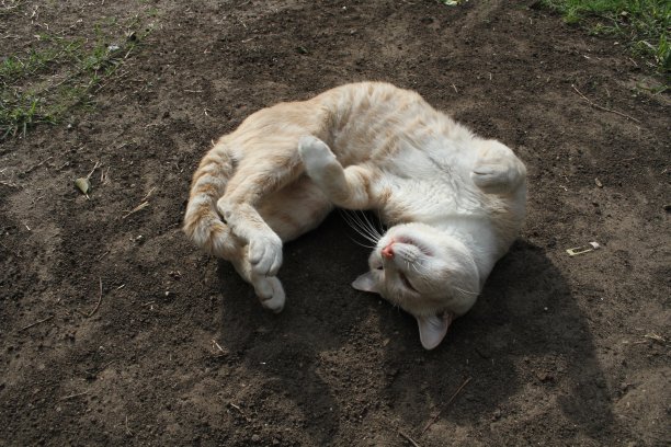 米黄色的猫在地上图片下载