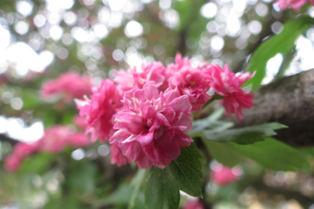 苹果的花枝图片下载